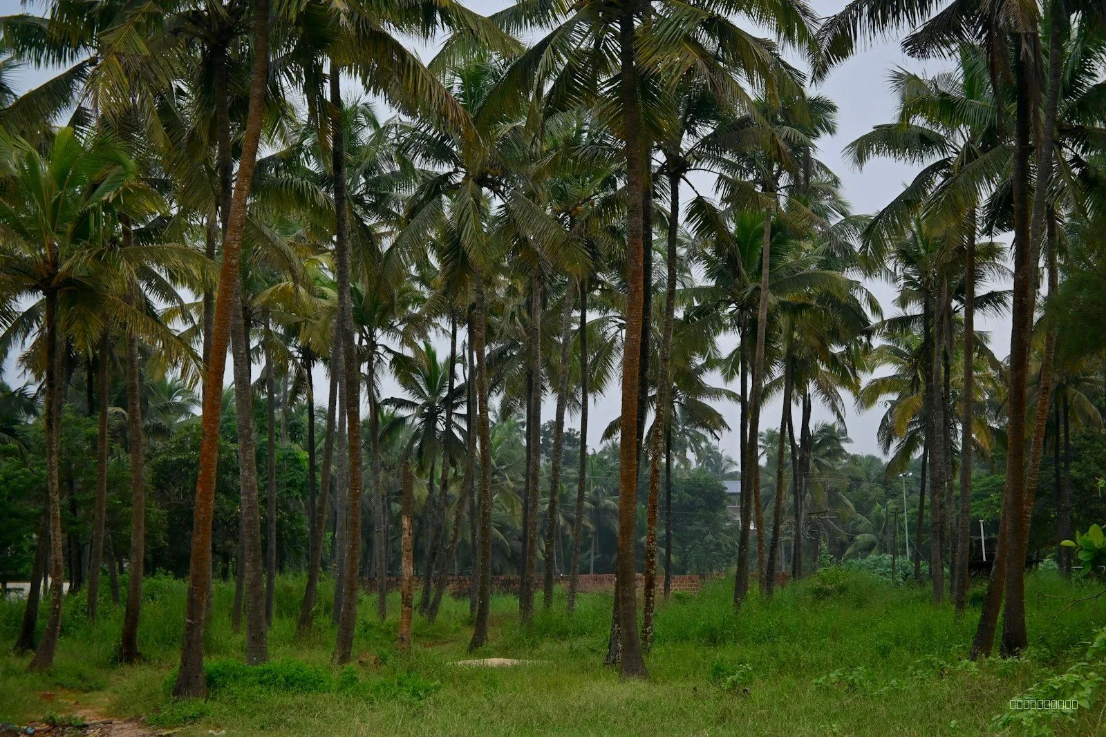 Sample: 50 cents coconut farmland in Angamaly 2