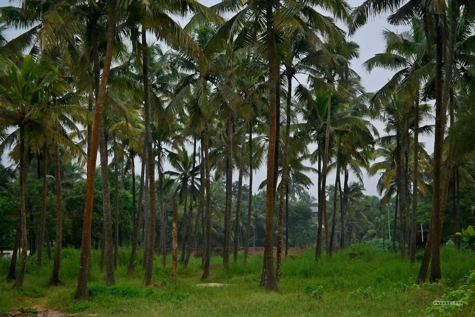 Sample: 50 cents coconut farmland in Angamaly (deal 16) 2