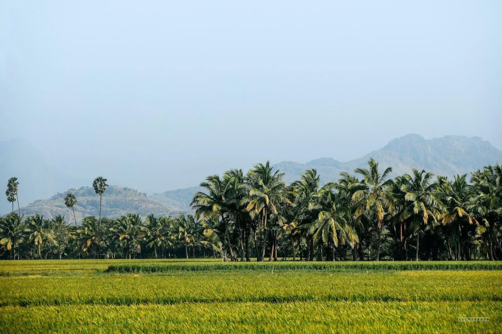 Sample: 50 cents coconut farmland in Angamaly (deal 16) 1